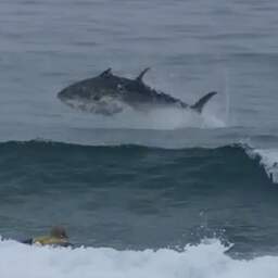 Video | Blauwvintonijn maakt sprong en verrast surfers in Engeland