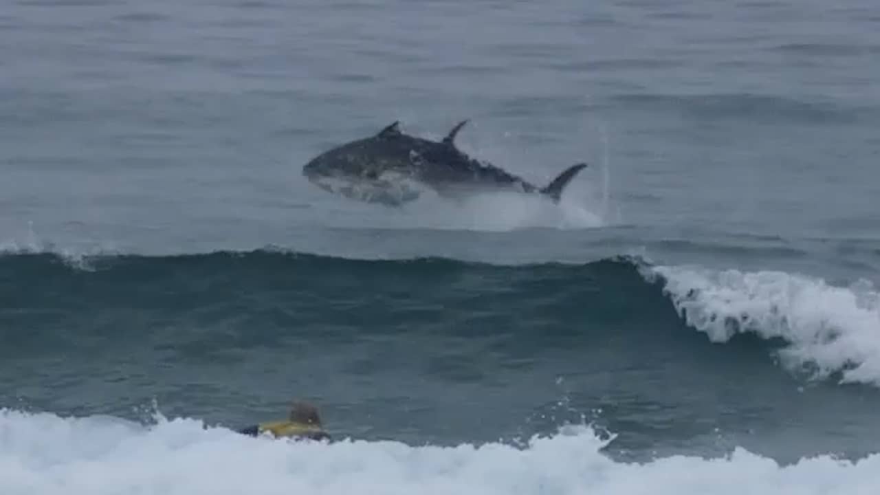 Foto bij Video | Blauwvintonijn maakt sprong en verrast surfers in Engeland