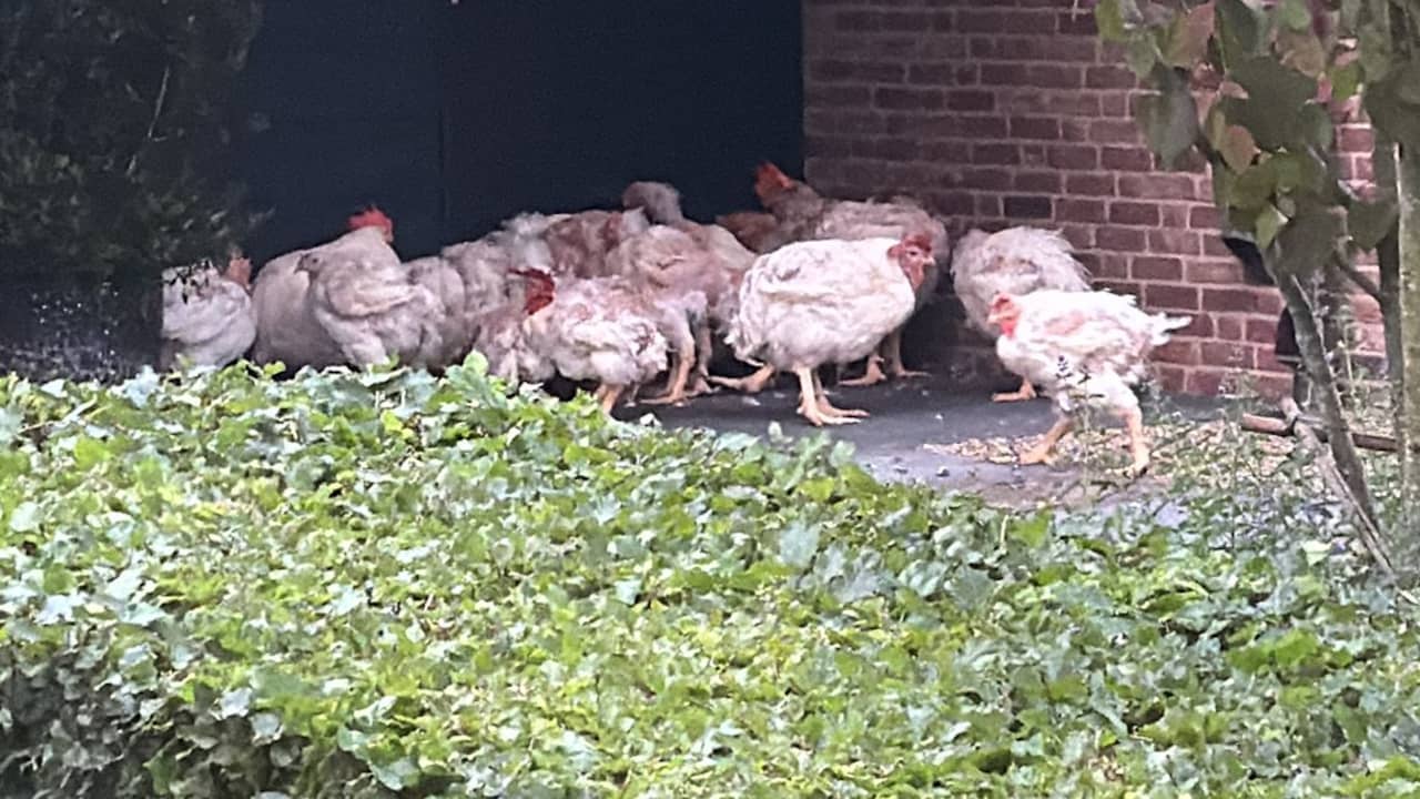Bruidspaar treft 59 verwaarloosde kippen aan als 'huwelijksgrap', 2 al overleden