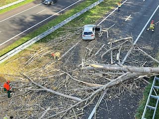 Bomen kunnen nu sneller omwaaien dan bij andere stormen: dit is waarom