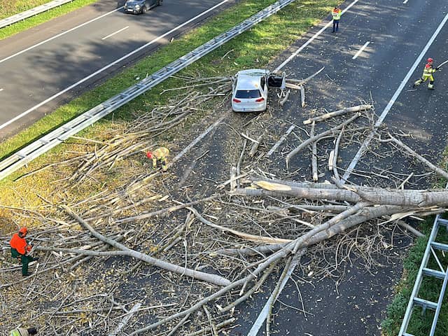 Waarom er tijdens storm Ciarán 'bovengemiddeld veel' bomen kunnen omwaaien.
