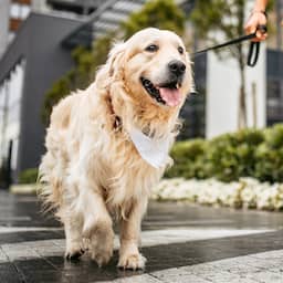 Weense hondenbezitters moeten urine hond verdunnen om natuur te beschermen