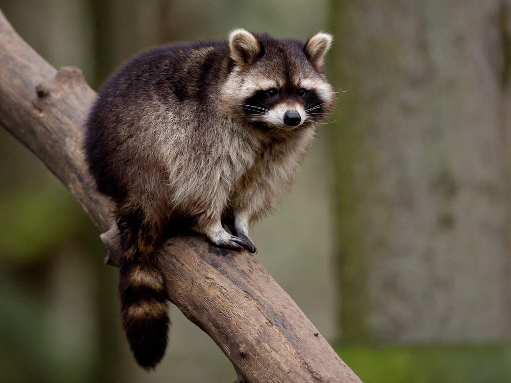 AquaZoo plaatst extra gaas om te voorkomen dat wasberen weer ontsnappen