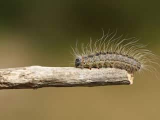 Eerste eikenprocessierupsen kruipen bijna uit ei, overlast valt waarschijnlijk mee