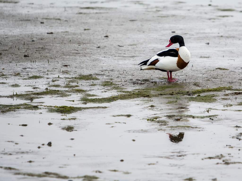 In Zeeland aangespoelde bergeenden vergiftigd door bacteriën