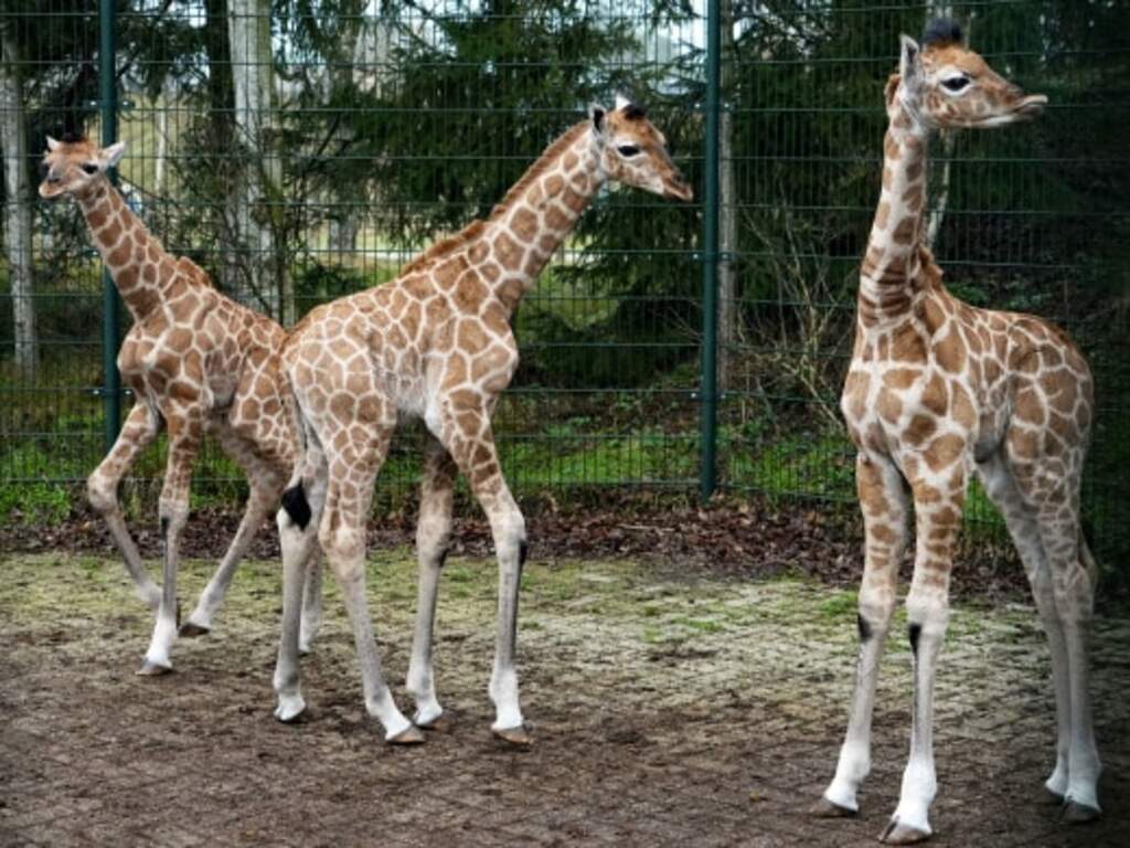 Drie Nubische giraffen geboren in Beekse Bergen: 'Belangrijk voor behoud soort'