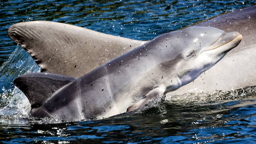 Kabinet wil fokverbod voor dolfijnen, uitsterfbeleid voor Dolfinarium