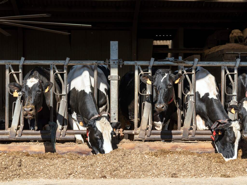 Stikstofbeleid ligt stil, boeren, bouw en boswachters maken er het beste van