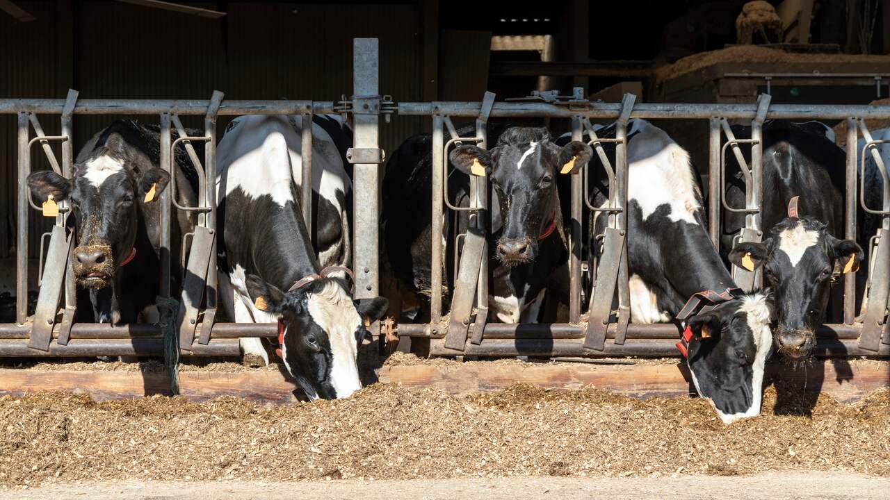 Stikstofbeleid ligt stil, boeren, bouw en boswachters maken er het ...