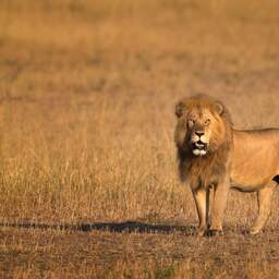 Tien leeuwen in Tanzania dood gevonden na mogelijke vergiftiging