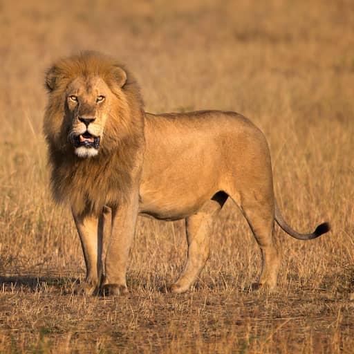 Illustratie bij: Tien leeuwen in Tanzania dood gevonden na mogelijke vergiftiging