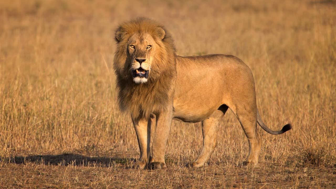 Tien leeuwen in Tanzania dood gevonden na mogelijke vergiftiging