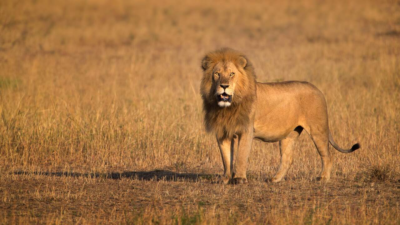 Foto bij Tien leeuwen in Tanzania dood gevonden na mogelijke vergiftiging