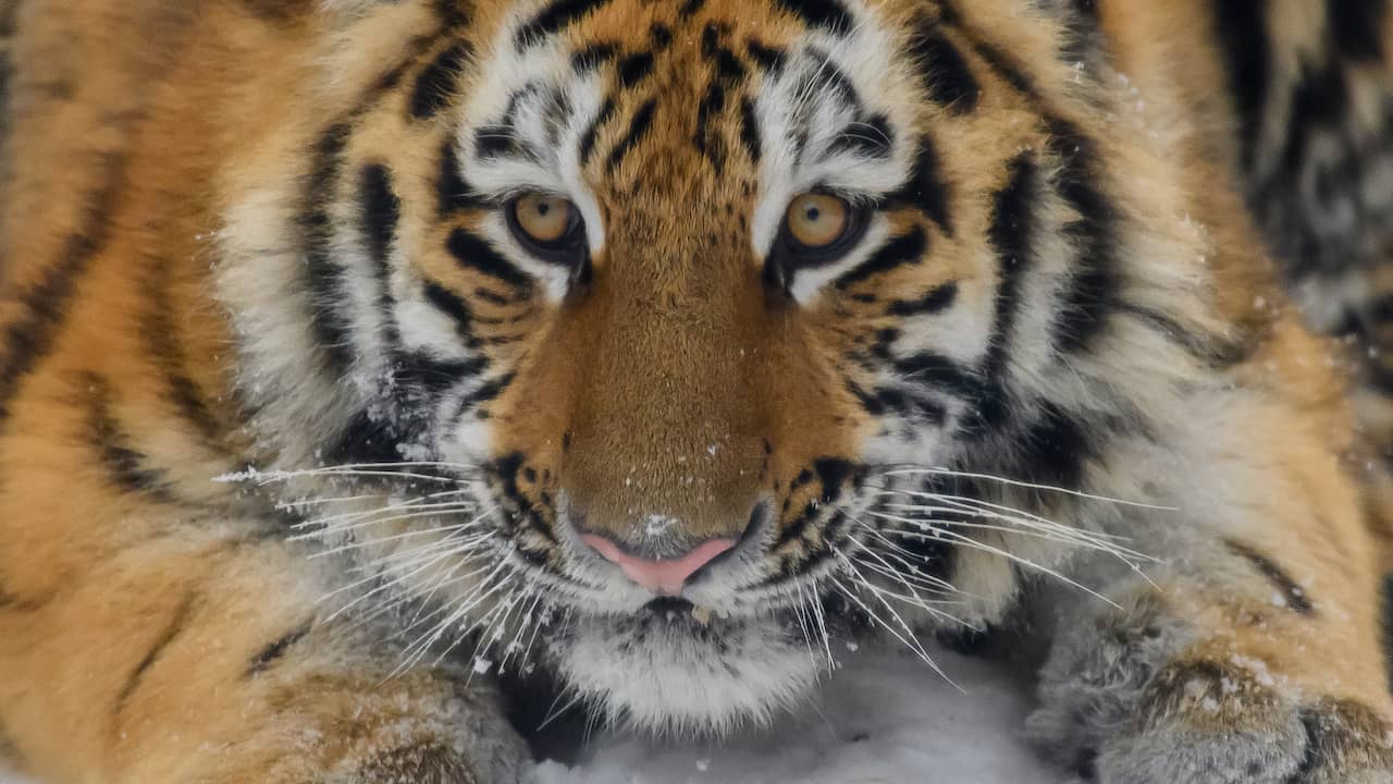 Het gaat wereldwijd goed met de tijger: populatie op veel plekken verdubbeld
