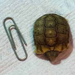 Video | Schildpad ter grootte van een paperclip scharrelt rond in Blijdorp