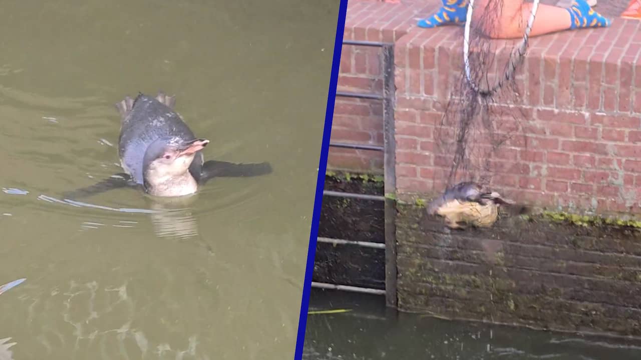 Video | Pinguïn met schepnet uit sluis gehaald in Roelofarendsveen