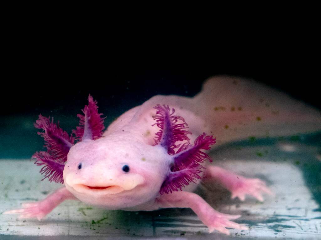 Goed nieuws deze week: Bedreigde axolotls overleven weer in het wild