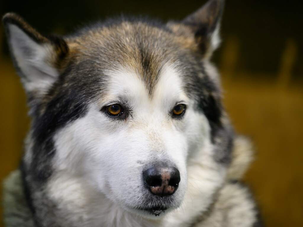Honden betrokken bij dodelijke aanval op jongen (7) in België geëuthanaseerd