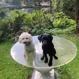 Koninklijke familie presenteert nieuwe labradorpup Jagger op Werelddierendag