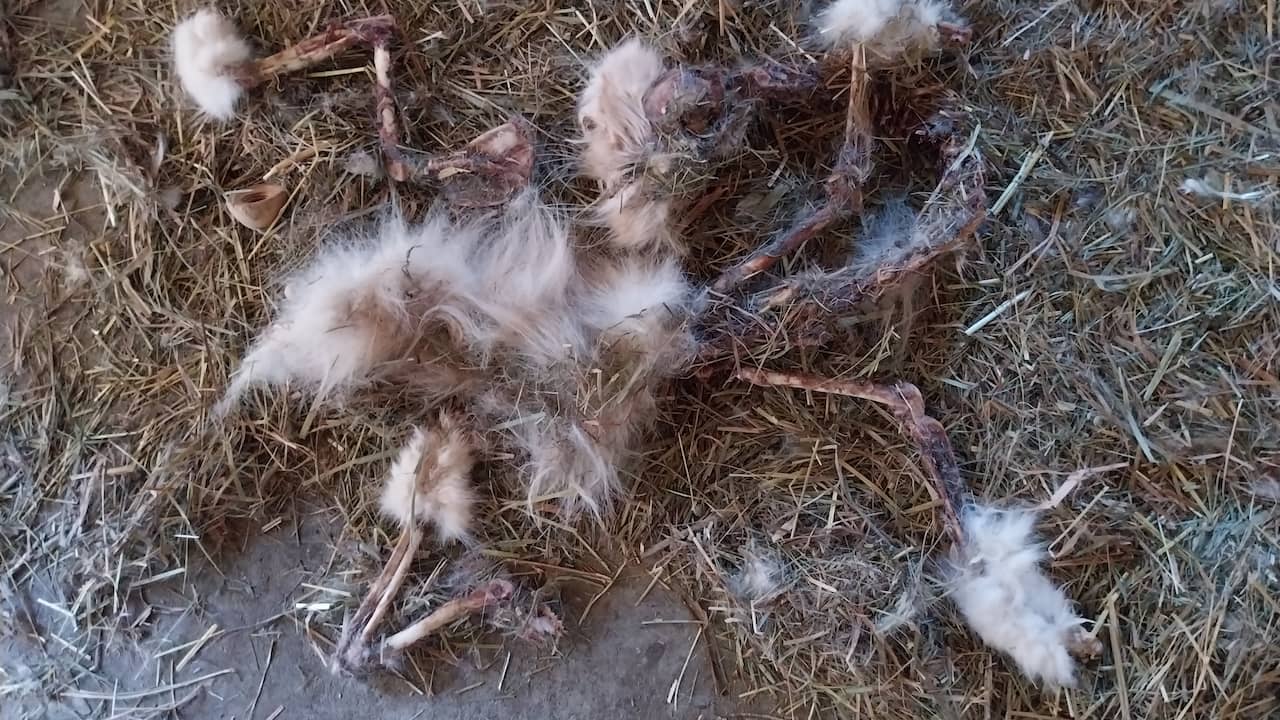 Verwaarloosde dieren en botten gevonden bij Friese dierenarts: 'Uniek geval'
