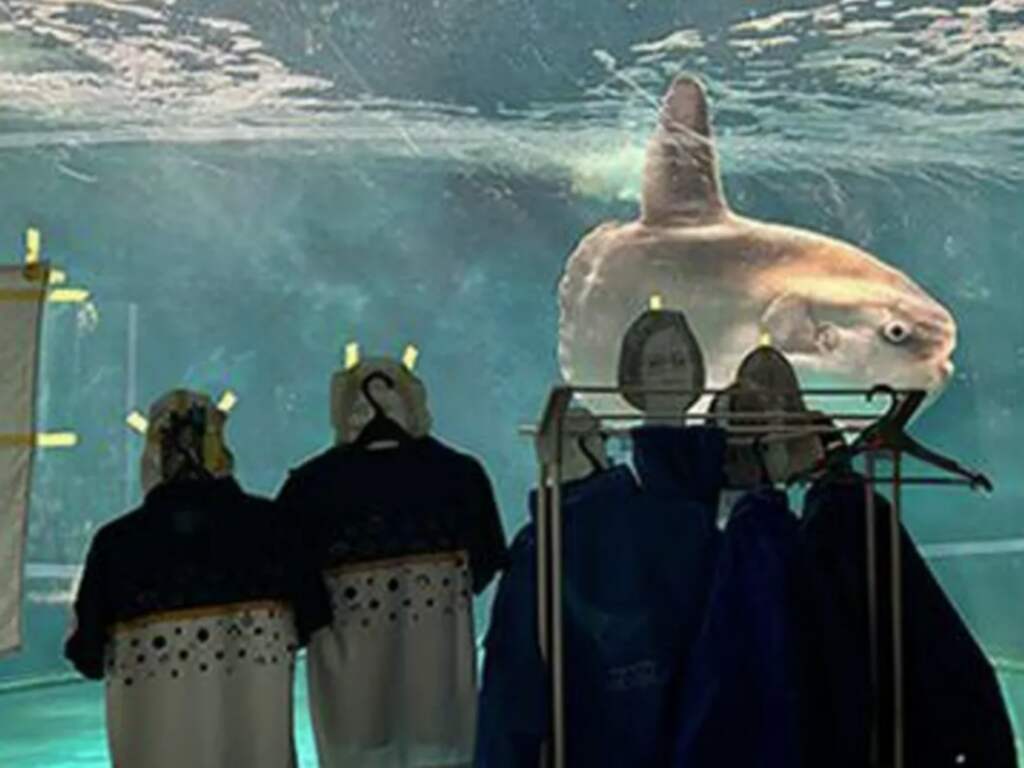 Eenzame maanvis in Japans aquarium krijgt gezelschap van kartonnen mensen