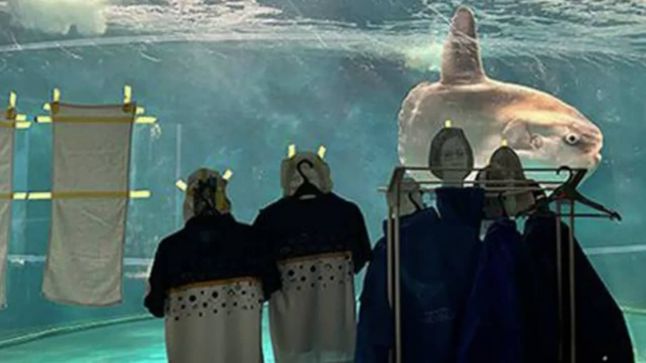 Grappige Kat In Een Opblaasbare Boot Met Een Hengel Die Vissen Vangt In Een Groot Aquarium Met Koralen 376504 2805