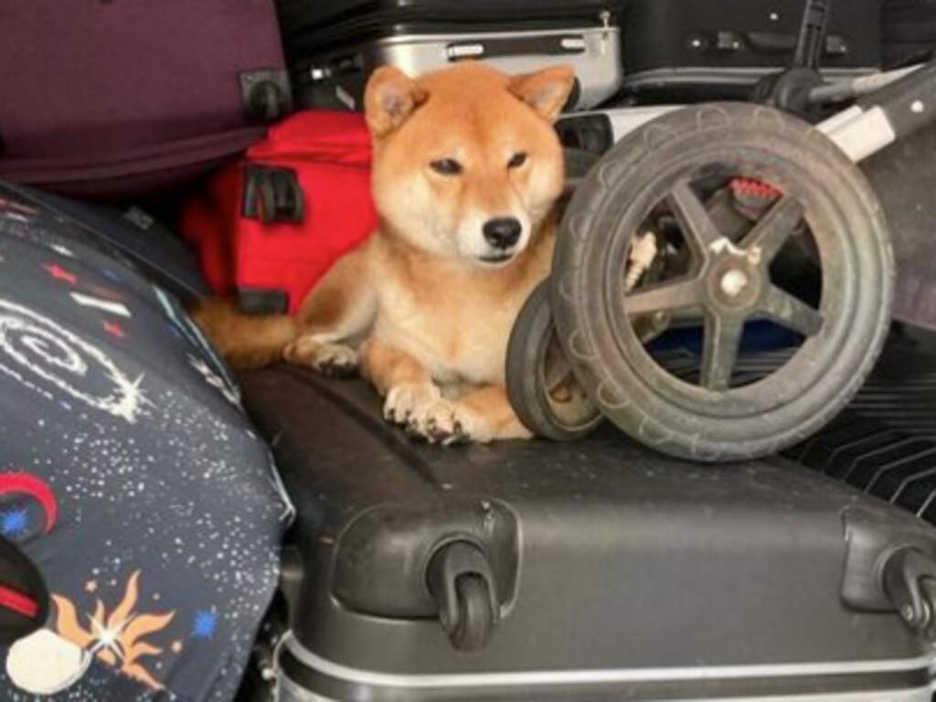 Hond ontsnapt uit bench in bagageruim op vlucht naar Schiphol