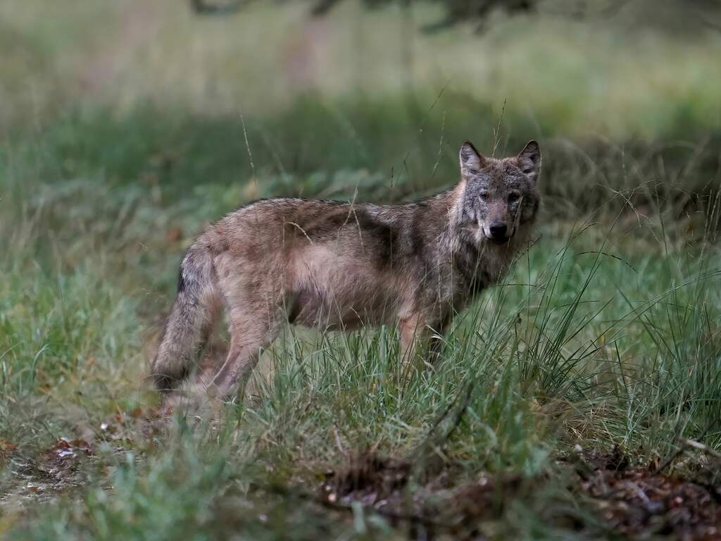 Wolvin vestigt zich in Drenthe en vormt mogelijk paar met andere wolf