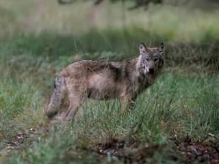 Wolf die begin deze maand in Stroe werd gevonden blijkt doodgeschoten