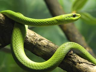 Giftige slang die ontsnapte in Tilburg zit vrijwel zeker achter gipsmuur van huis