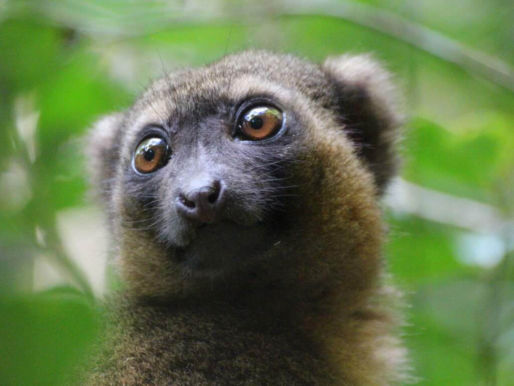 Twee ernstig bedreigde bamboemaki's geboren in Brabantse dierentuin