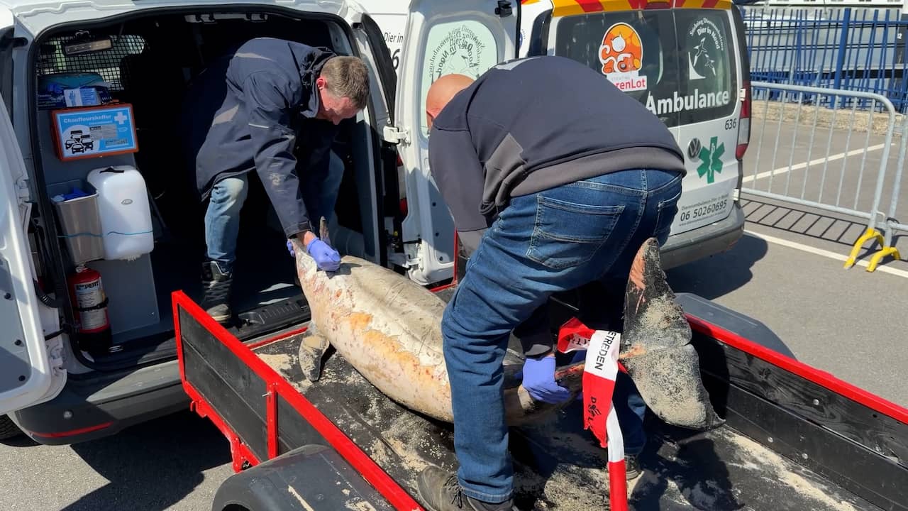Video | Dode dolfijn in busje getild na stranding op Vlieland