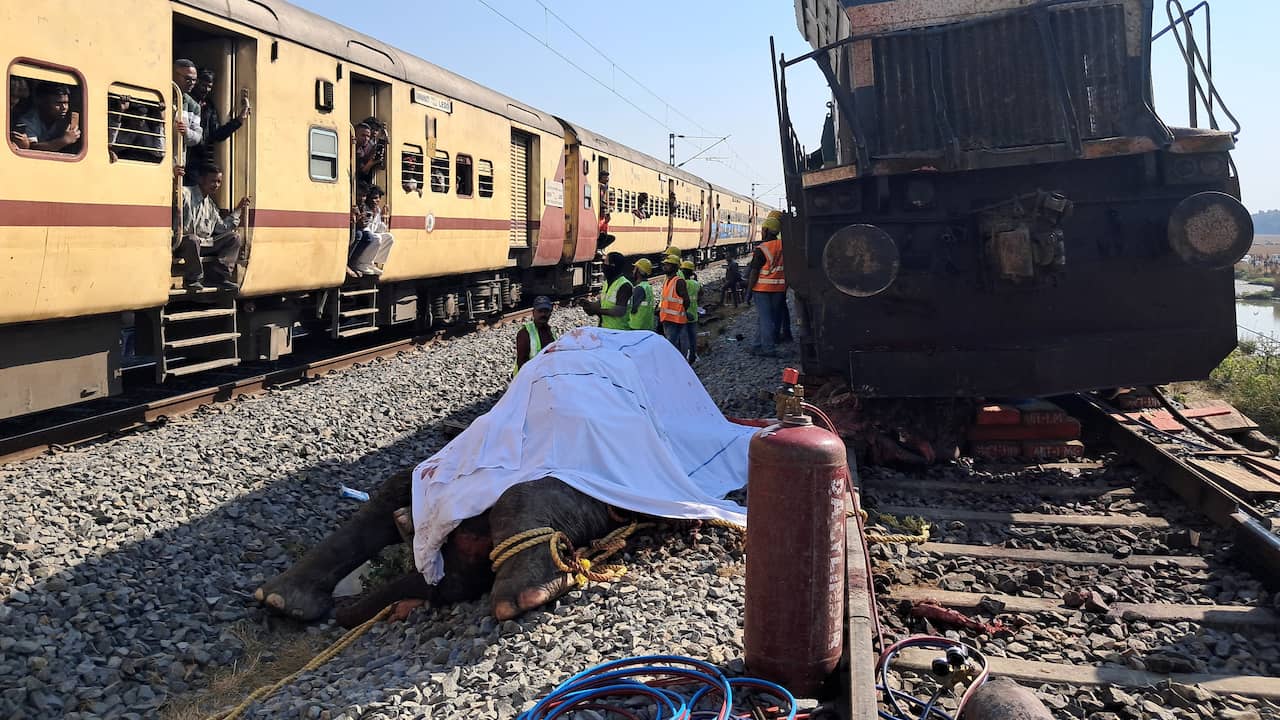 Zeven dode olifanten in India na botsing met passagierstrein