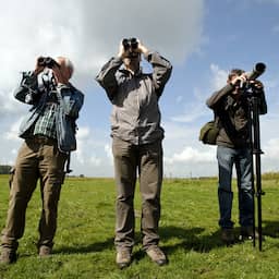 Zeldzame en opvallende trekvogels gespot in Nederland bij jaarlijkse telling