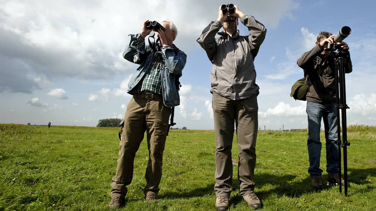 Zeldzame en opvallende trekvogels gespot in Nederland bij jaarlijkse telling