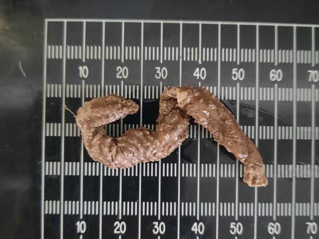 Voor het eerst bijzondere klimzeekomkommer gevonden in de Oosterschelde