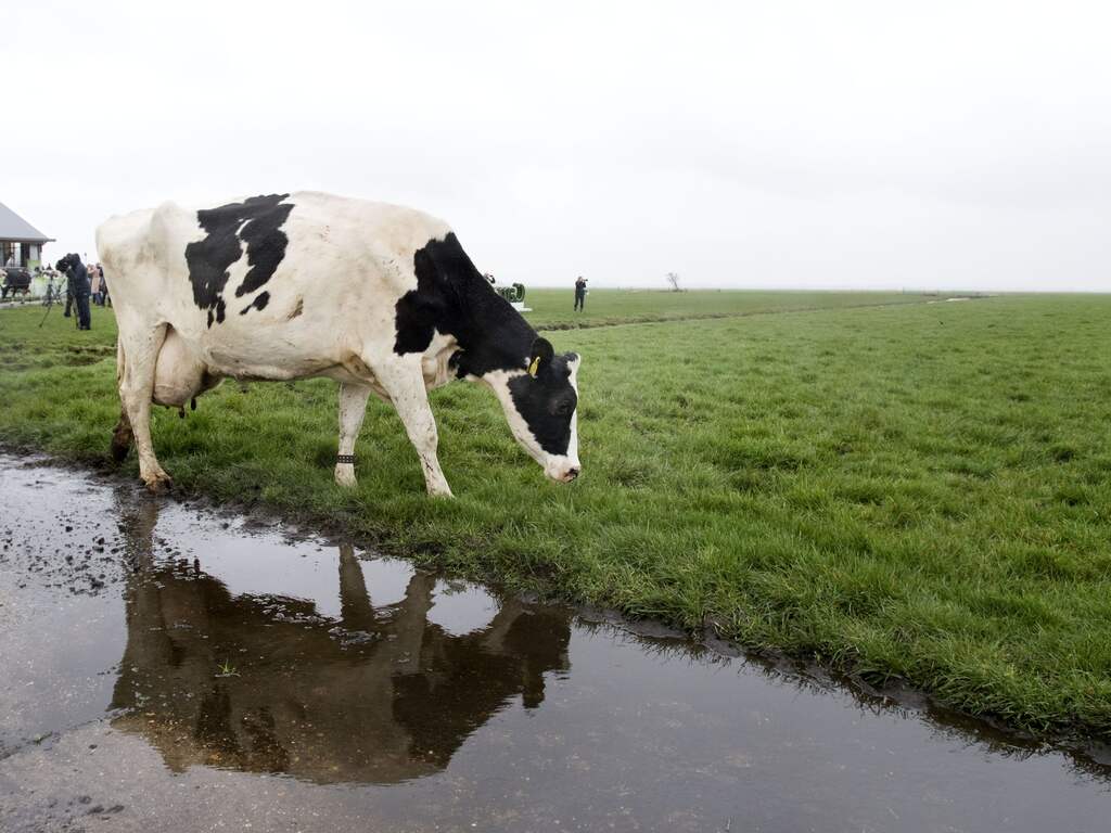 Weerbericht | Alleen lokaal opklaringen op grijze dag met druilerig weer