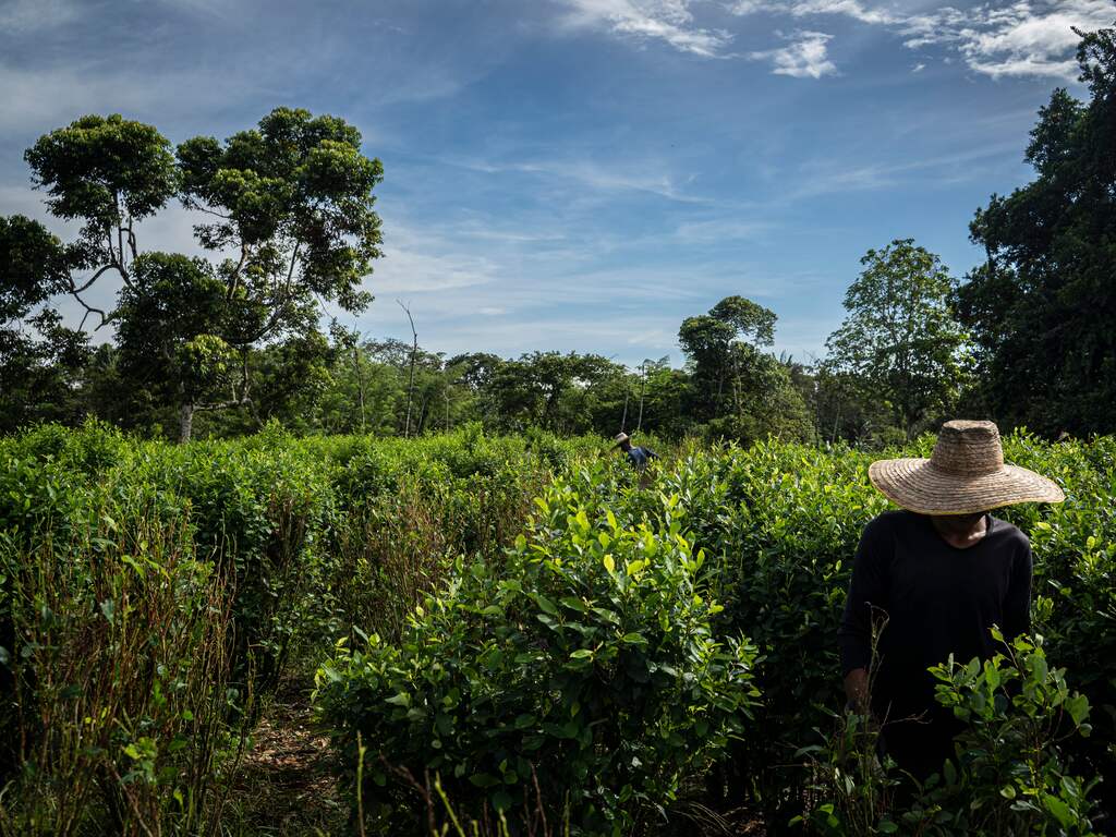 Cocaïneproductie in Colombia steeg in 2023 naar recordhoogte