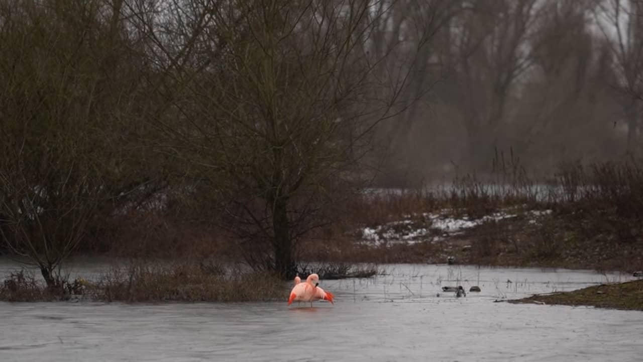 Video | Twee flamingo's fleuren grauw Giesbeek op