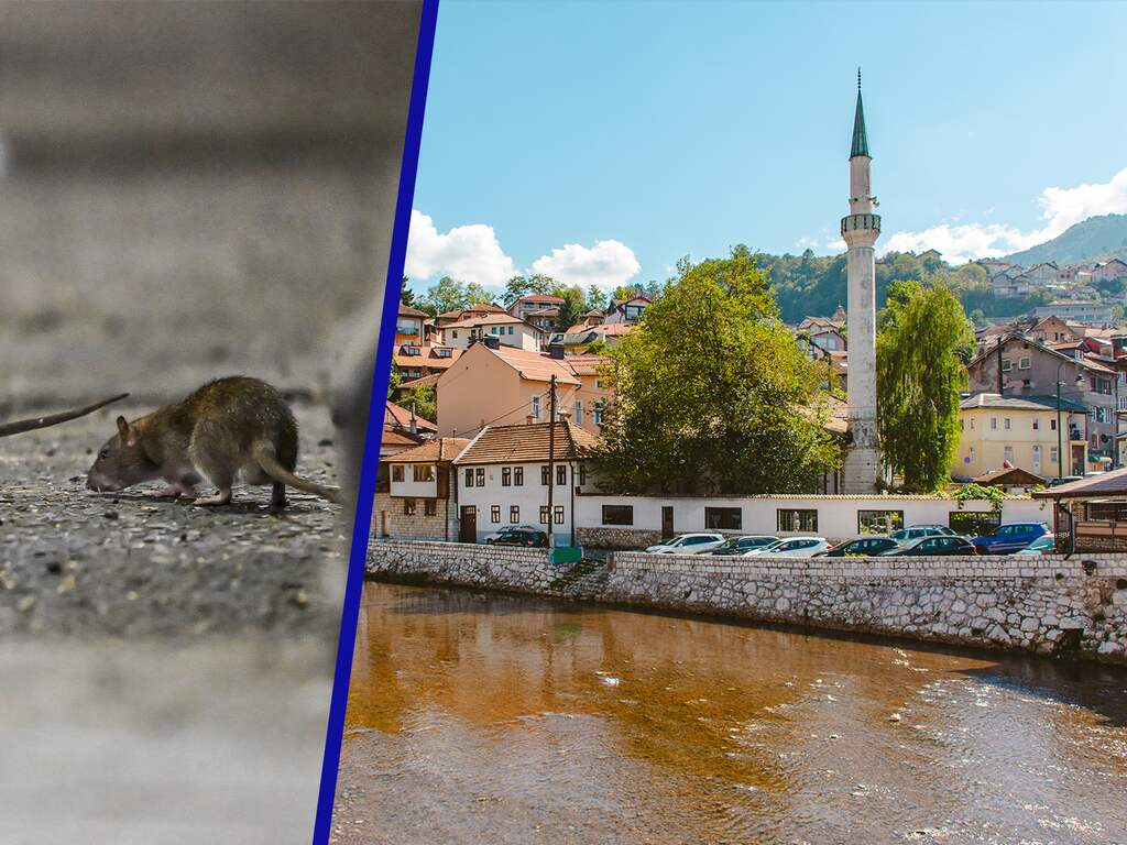 'Rattenkoortsepidemie' in onhygiënisch Sarajevo: 'Draag beschermende kleding'