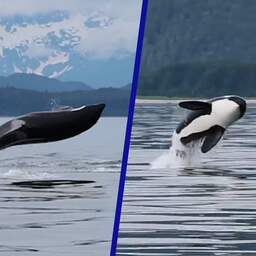 Video | Bijzondere beelden tonen orka's die bij Alaska uit water springen