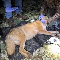 Eerste wolf ooit in Nederland gezenderd voor onderzoek naar reactie op mensen