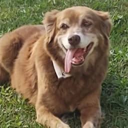 Hond die 10 jaar leefde bij graf van baasje is inspiratie voor nieuwe wet Brazilië