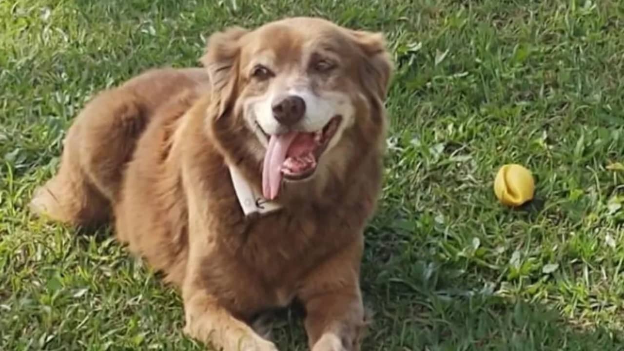 Hond die 10 jaar leefde bij graf van baasje is inspiratie voor nieuwe wet in Brazilië