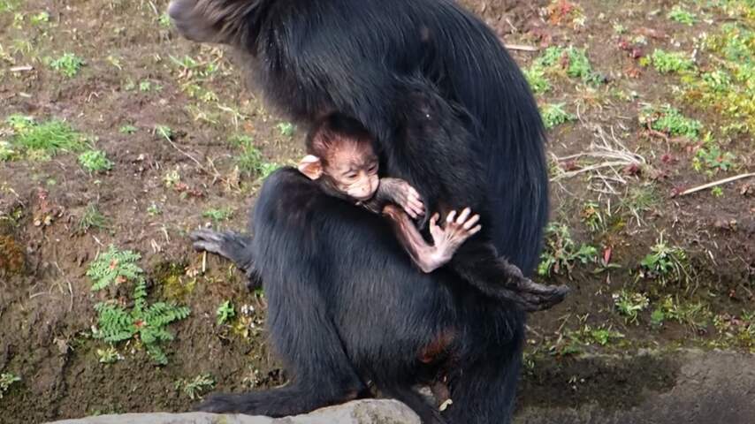 Kuifmangabey geboren in Safaripark Beekse Bergen