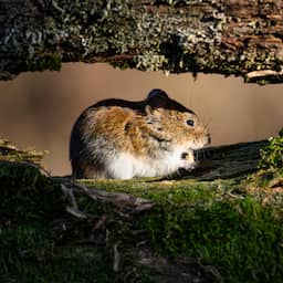 Honderdduizenden Nederlanders hadden ooit hantavirus en wisten dat vaak niet