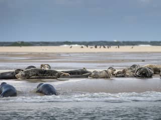 Onderzoek naar waarom zoveel zeehondenpups verdwijnen in de Waddenzee