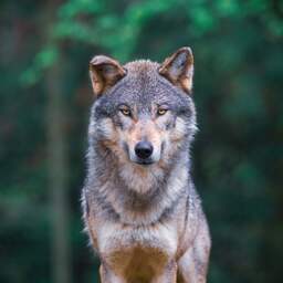 Frikandellen en hamburgers gevonden bij niet-schuwe wolf in Gelderland