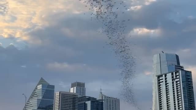 Avondlucht boven Texas kleurt zwart door miljoenenkolonie vleermuizen