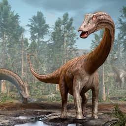 Spaanse onderzoekers vinden bewijs dat 'iconische' diplodocus in Europa leefde